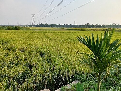 Beautiful Nature in Bajohara,Burichang,Cumilla