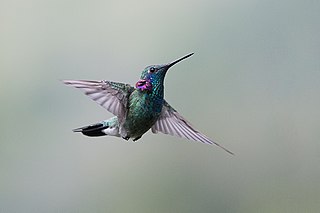 <span class="mw-page-title-main">White-vented violetear</span> Species of hummingbird