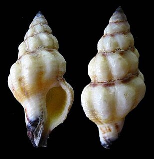 <i>Benimakia</i> genus of molluscs