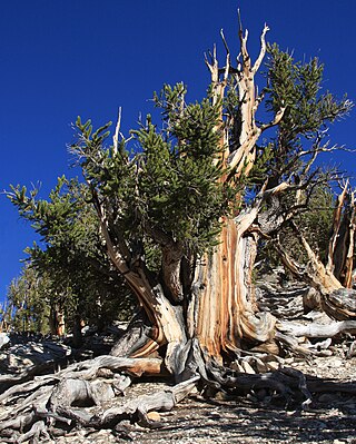 <i>Pinus longaeva</i> Long-living species of bristlecone pine tree found in the western United States