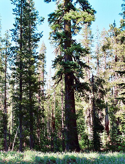 Old growth red fir tree in Lassen National Forest, California.