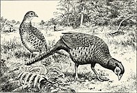 Изображение (недоступная ссылка) обыкновенного фазана зеравшанского