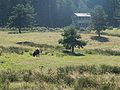 Reserva de Bison europee; Sainte Eulalie, (Lozere) Francia