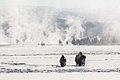 Bison in Lower Geyser Basin in winter (23083167-da9c-4996-933f-daf3c107234b).jpg