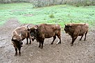 Bisontes europeos (30 de abril de 2018, Reserva y Centro de Interpretación del Bisonte Europeo de San Cebrián de Mudá) 05.jpg