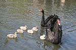 Black Swan family, York.jpg