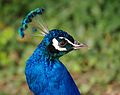 Blauer Pfau