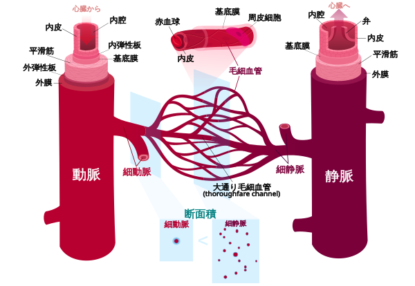 血管組織図