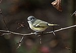 Thumbnail for File:Blue-headed vireo in PP (55570).jpg