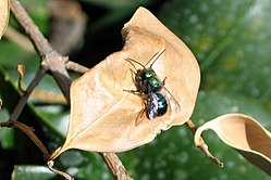 Blue orchard bee.jpg