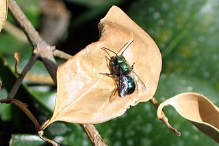 <i>Osmia lignaria</i> species of insect