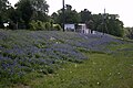 Bluebonnets på Hwy-6 nær College Station