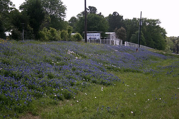 Bluebonnets on Hwy-6 near College Station