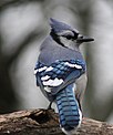 Bluejay - Flickr - Indiana Ivy Nature Photographer.jpg