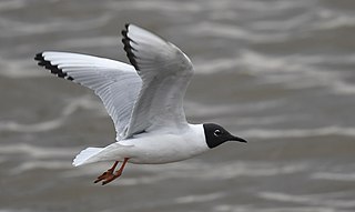 <span class="mw-page-title-main">Bonaparte's gull</span> Species of bird