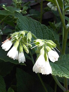 Lennoaceae (Boraginales)