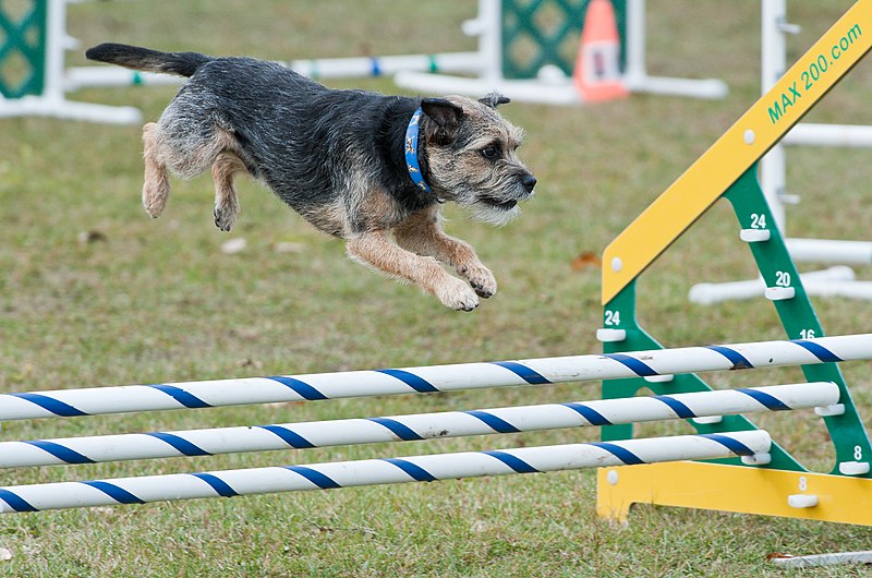 File:Border Terrier Fond Du Lac County Kennel Club.jpg