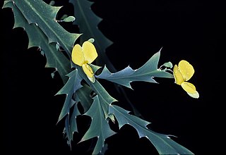 <i>Bossiaea bossiaeoides</i> Species of legume