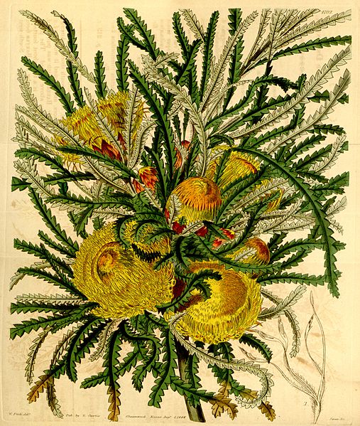 File:Botanical Magazine 4102 Dryandra formosa(pl).jpeg