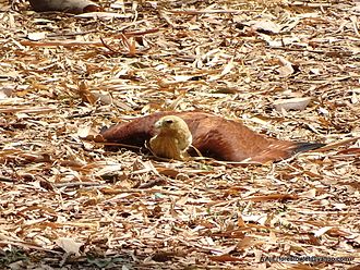 A brahminy kite anting Brahminy Kite Anting 01.jpg