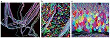 Three brainbows of mouse neurons from Lichtman and Sanes, 2008 Brainbow (Lichtman 2008).jpg