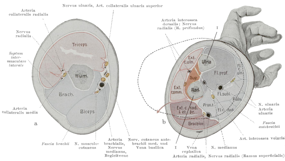 Fascial compartments of arm - Wikipedia