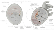 Thumbnail for Fascial compartments of arm