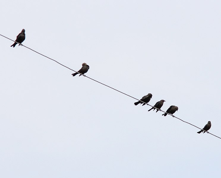 File:Brewer's Blackbirds, Old Rice Lake Muck Flats, September 5, 2012 (7938245696).jpg