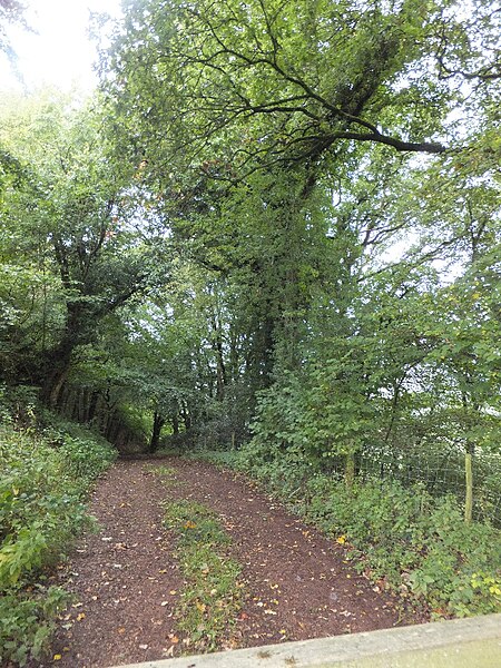 File:Bridleway entering woodland south of Ashliford - geograph.org.uk - 2609980.jpg