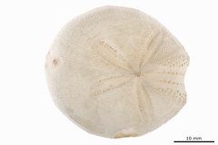 File:Brissopsis persica - ECH-000261 hab-dor-select.tif (Category:Echinodermata in the Natural History Museum of Denmark)