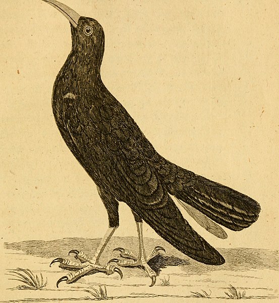 File:British zoology (1776) (14577188188).jpg