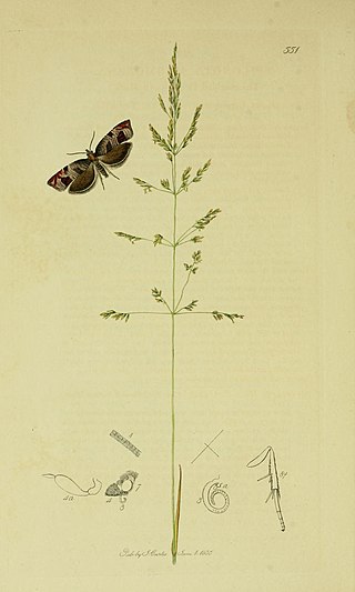 <i>Acleris maccana</i> Species of moth