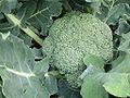 Broccoli flower head