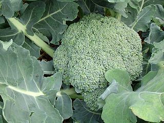 Brokkoli oder Broccoli, auch B