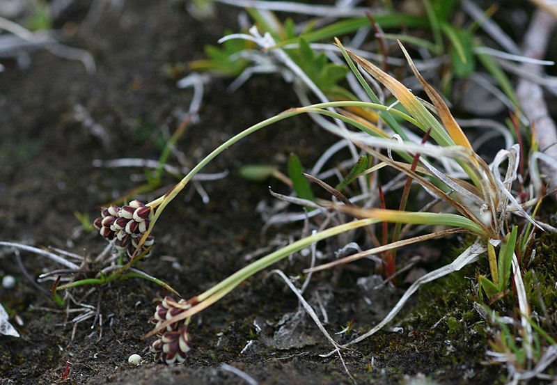 File:Brokstarr - Carex bicolor-3 - Flickr - Ragnhild & Neil Crawford.jpg