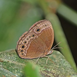 Brown-spot bush brown (Bicyclus madetes madetes) underside 3.jpg