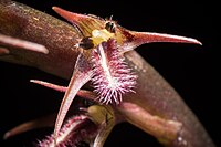 Bulbophyllum penicillium