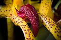 Bulbophyllum recurvilabre Labellum