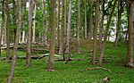 Burgwall Feldberg