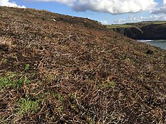 Burnt Heather - geograph.org.uk - 5279802.jpg