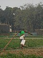 Busy farmer at winter morning