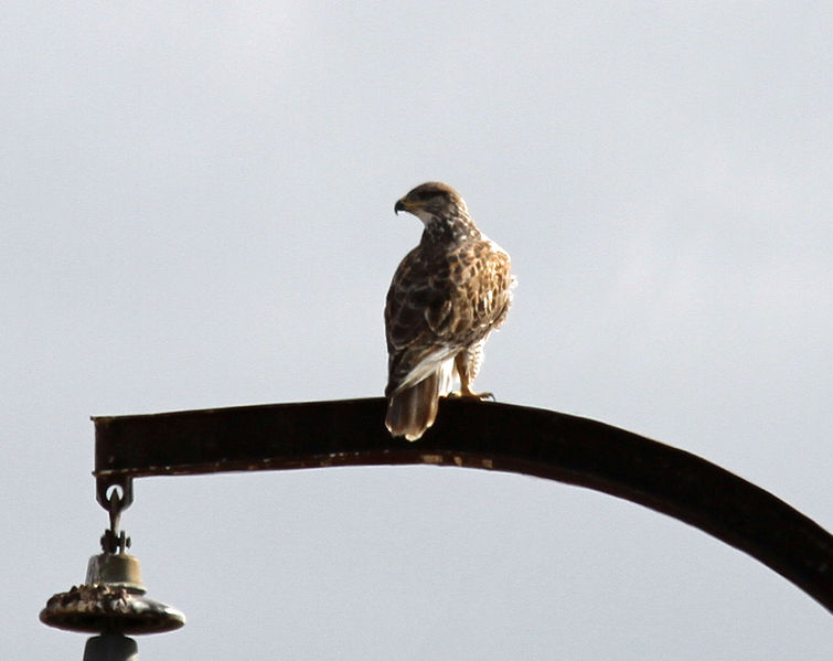 File:Buteo regalis Carrizo Plain 2.jpg