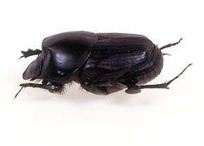 Resim açıklaması CSIRO ScienceImage 11324 Kambur bok böceği Onthophagus binodis.jpg.