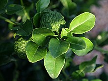 Les feuilles fraiches, puissamment aromatiques, s'utilisent crues ou dans les cuissons.