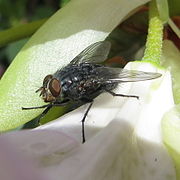 Une mouche bleue