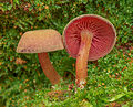 Callistosporium purpureomarginatum 346057.jpg