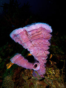 Callyspongia vaginalis (Branching Vase Sponge)