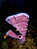 Callyspongia vaginalis (Branching Vase Sponge - pink variation).jpg