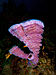 29 Commons:Picture of the Year/2011/R1/Callyspongia vaginalis (Branching Vase Sponge - pink variation).jpg
