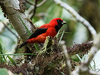 <span class="mw-page-title-main">Vermilion tanager</span> Species of bird